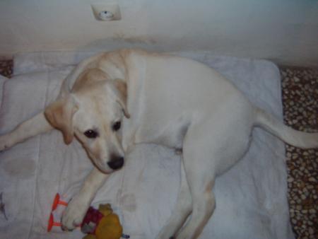Floppy